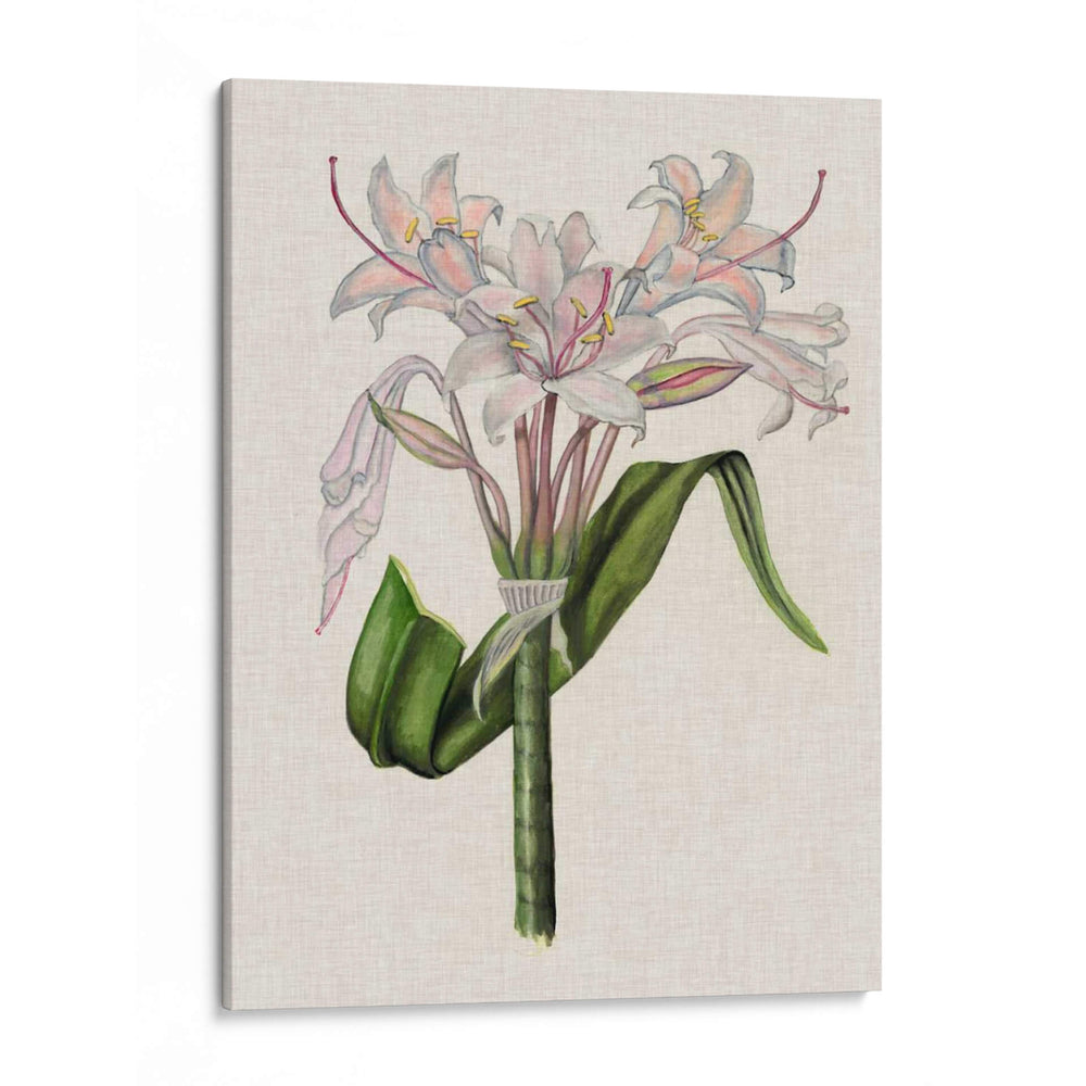 Lily Ii De Crinio - Naomi McCavitt | Cuadro decorativo de Canvas Lab