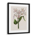 Lily Ii De Crinio - Naomi McCavitt | Cuadro decorativo de Canvas Lab
