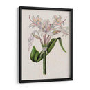 Lily Ii De Crinio - Naomi McCavitt | Cuadro decorativo de Canvas Lab