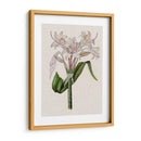Lily Ii De Crinio - Naomi McCavitt | Cuadro decorativo de Canvas Lab