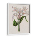 Lily Ii De Crinio - Naomi McCavitt | Cuadro decorativo de Canvas Lab