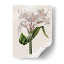 Lily Ii De Crinio - Naomi McCavitt | Cuadro decorativo de Canvas Lab