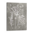 Estudio De Herbario Iii - Vision Studio | Cuadro decorativo de Canvas Lab