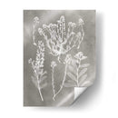 Estudio De Herbario Iii - Vision Studio | Cuadro decorativo de Canvas Lab