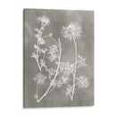 Estudio De Herbario Iv - Vision Studio | Cuadro decorativo de Canvas Lab