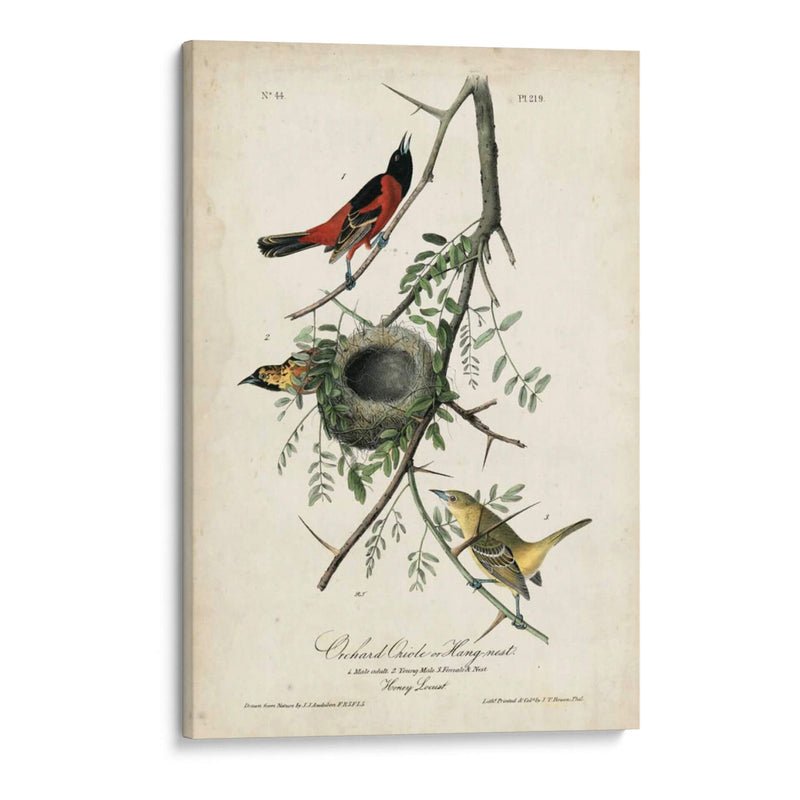 Orioles De Huerta - John James Audubon | Cuadro decorativo de Canvas Lab