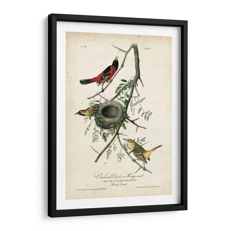 Orioles De Huerta - John James Audubon | Cuadro decorativo de Canvas Lab