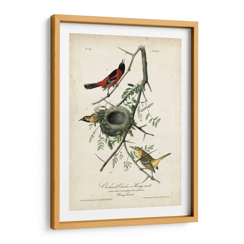 Orioles De Huerta - John James Audubon | Cuadro decorativo de Canvas Lab