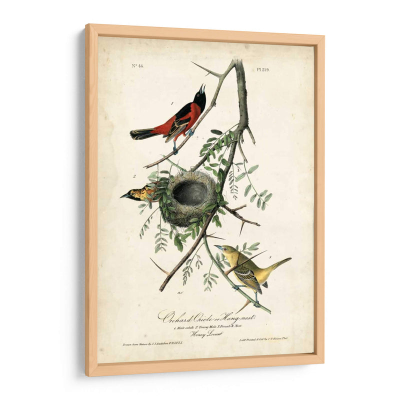 Orioles De Huerta - John James Audubon | Cuadro decorativo de Canvas Lab