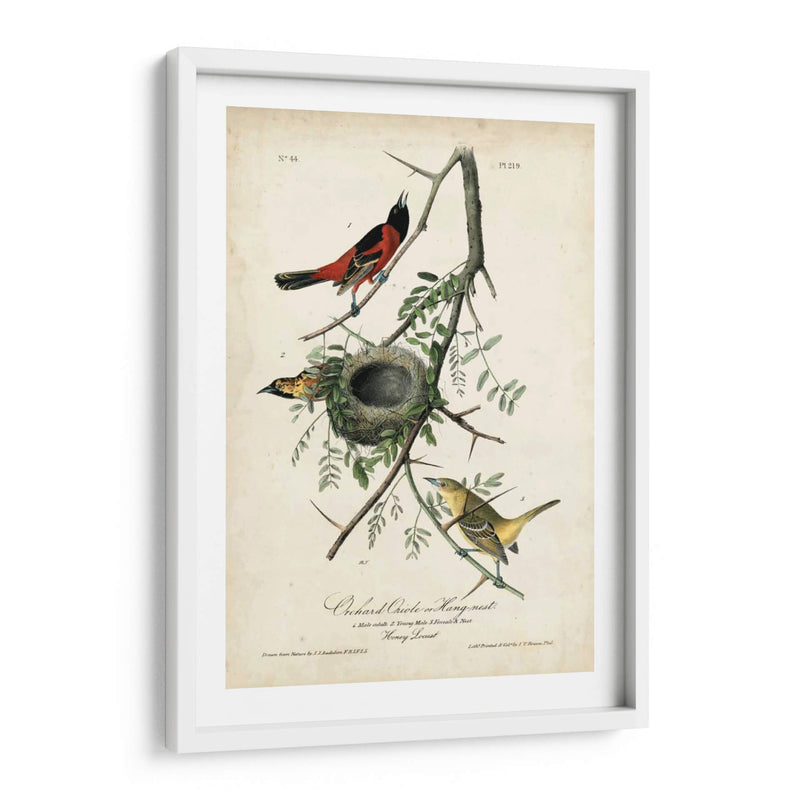 Orioles De Huerta - John James Audubon | Cuadro decorativo de Canvas Lab