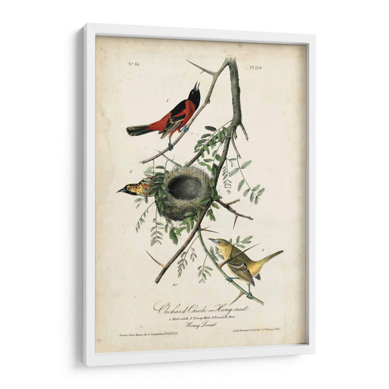 Orioles De Huerta - John James Audubon | Cuadro decorativo de Canvas Lab