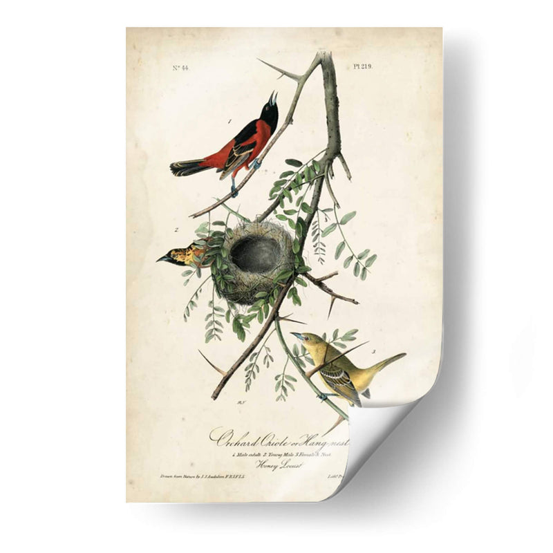 Orioles De Huerta - John James Audubon | Cuadro decorativo de Canvas Lab