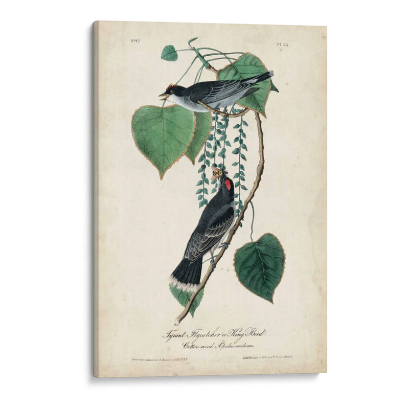 Flycatcher Y Rey ​​Pájaro - John James Audubon | Cuadro decorativo de Canvas Lab