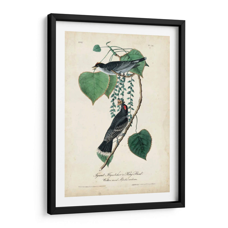 Flycatcher Y Rey ​​Pájaro - John James Audubon | Cuadro decorativo de Canvas Lab