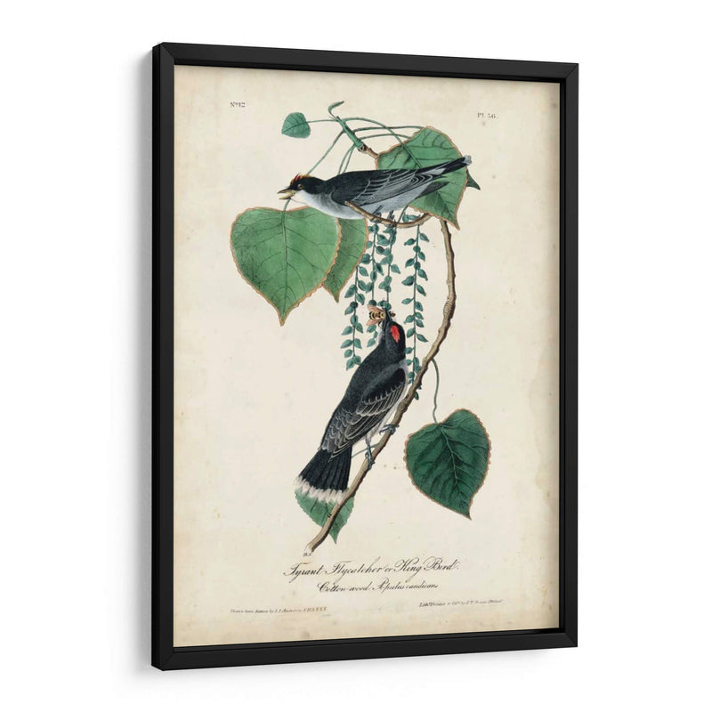 Flycatcher Y Rey ​​Pájaro - John James Audubon | Cuadro decorativo de Canvas Lab