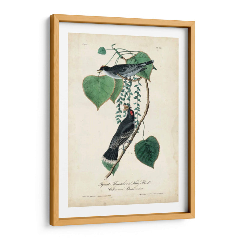 Flycatcher Y Rey ​​Pájaro - John James Audubon | Cuadro decorativo de Canvas Lab