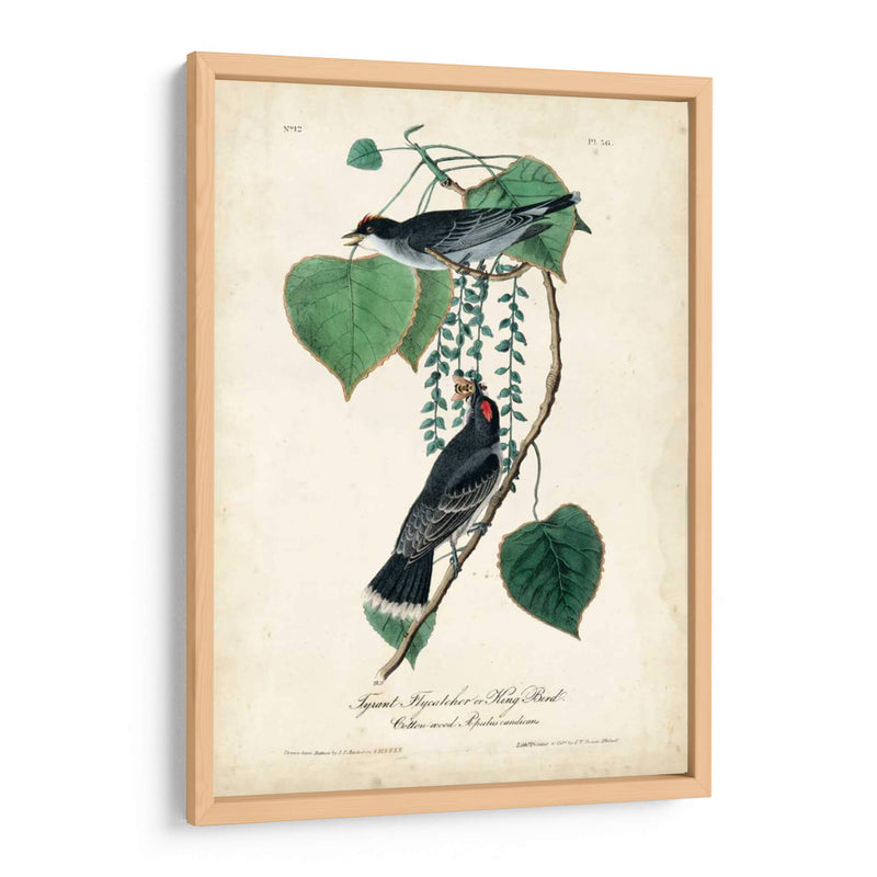 Flycatcher Y Rey ​​Pájaro - John James Audubon | Cuadro decorativo de Canvas Lab