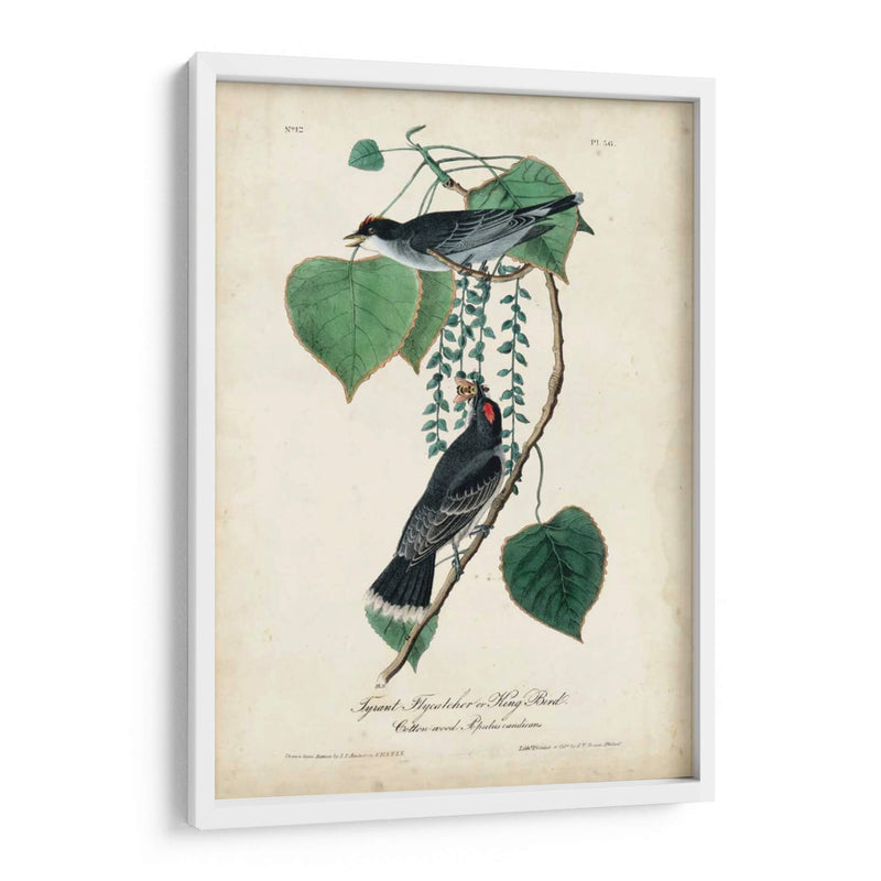 Flycatcher Y Rey ​​Pájaro - John James Audubon | Cuadro decorativo de Canvas Lab