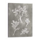 Estudio De Herbario Ii - Vision Studio | Cuadro decorativo de Canvas Lab