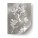 Estudio De Herbario Ii - Vision Studio | Cuadro decorativo de Canvas Lab