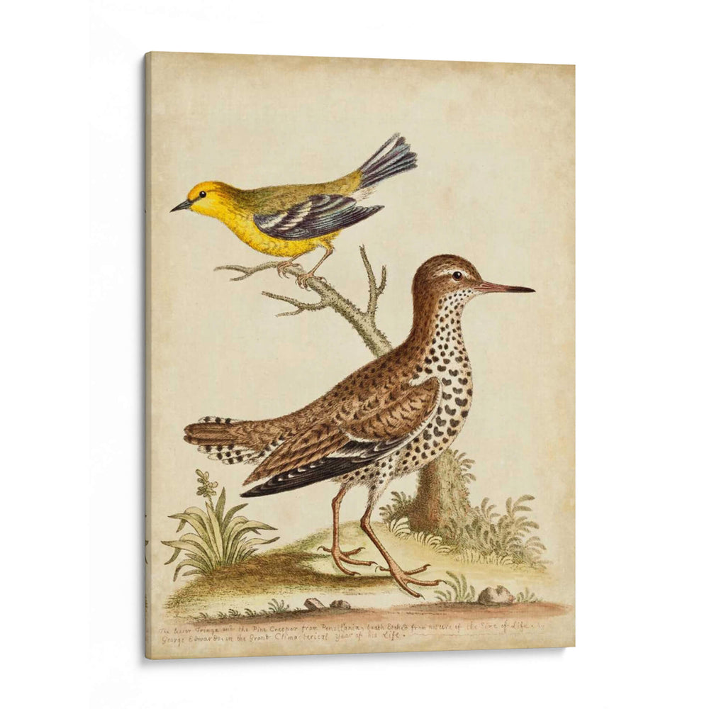 Menagerie De Pájaro Antiguo I - George Edwards | Cuadro decorativo de Canvas Lab