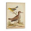 Menagerie De Pájaro Antiguo I - George Edwards | Cuadro decorativo de Canvas Lab