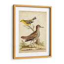 Menagerie De Pájaro Antiguo I - George Edwards | Cuadro decorativo de Canvas Lab