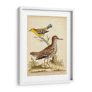 Menagerie De Pájaro Antiguo I - George Edwards | Cuadro decorativo de Canvas Lab