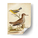 Menagerie De Pájaro Antiguo I - George Edwards | Cuadro decorativo de Canvas Lab