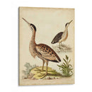 Menagerie De Pájaro Antiguo Iii - George Edwards | Cuadro decorativo de Canvas Lab