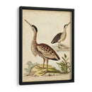 Menagerie De Pájaro Antiguo Iii - George Edwards | Cuadro decorativo de Canvas Lab