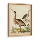 Menagerie De Pájaro Antiguo Iii - George Edwards | Cuadro decorativo de Canvas Lab