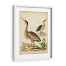Menagerie De Pájaro Antiguo Iii - George Edwards | Cuadro decorativo de Canvas Lab