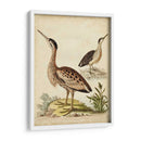 Menagerie De Pájaro Antiguo Iii - George Edwards | Cuadro decorativo de Canvas Lab