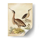 Menagerie De Pájaro Antiguo Iii - George Edwards | Cuadro decorativo de Canvas Lab