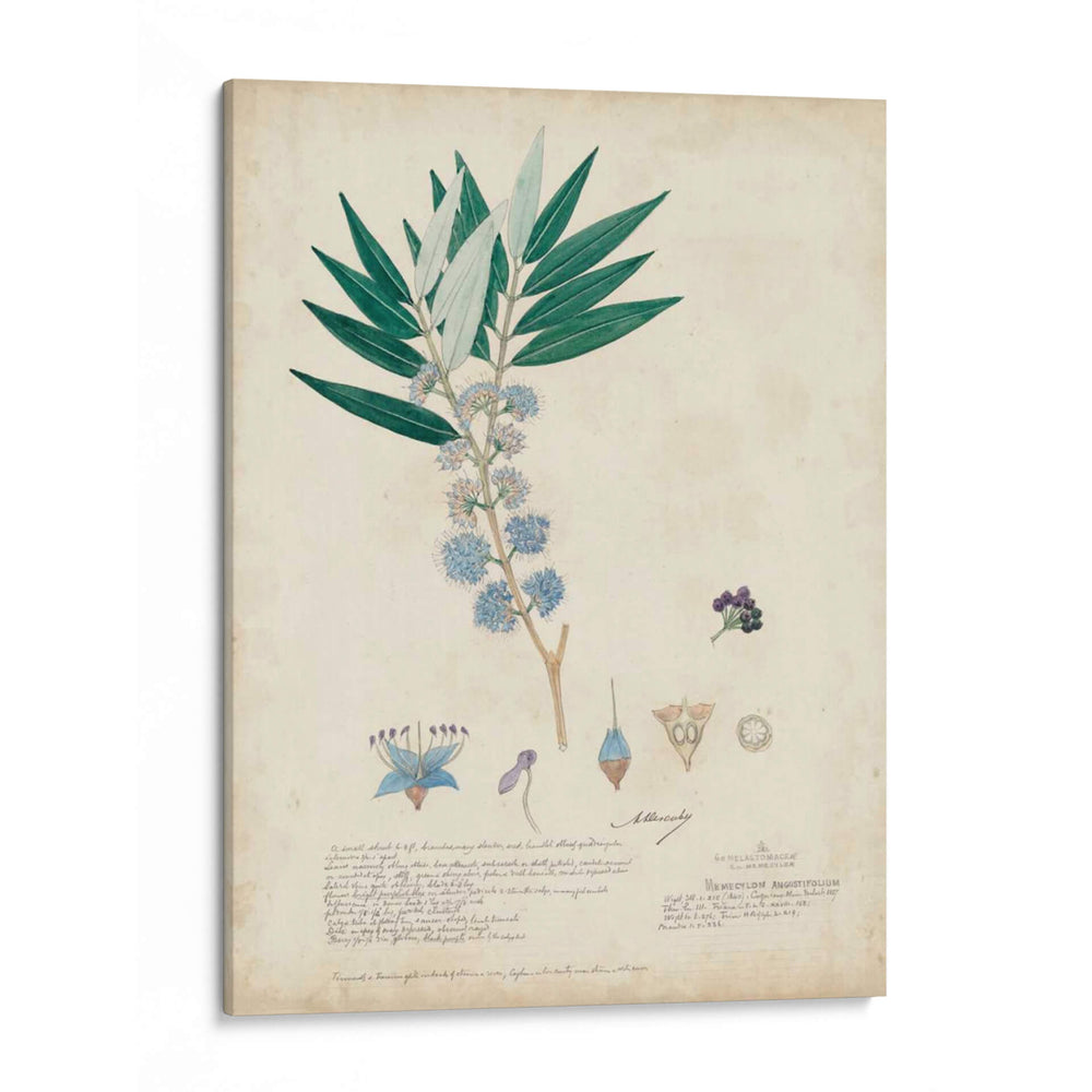 Descubiertos Azules Delicados I - A. Descubes | Cuadro decorativo de Canvas Lab