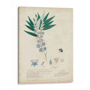 Descubiertos Azules Delicados I - A. Descubes | Cuadro decorativo de Canvas Lab