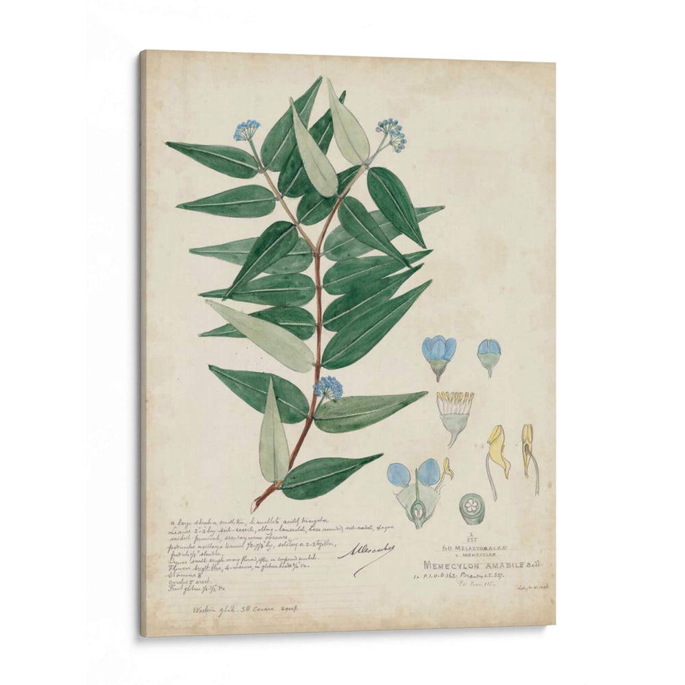 Delicadas Descubiertos Azules Ii - A. Descubes | Cuadro decorativo de Canvas Lab