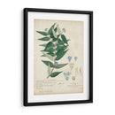 Delicadas Descubiertos Azules Ii - A. Descubes | Cuadro decorativo de Canvas Lab