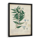 Delicadas Descubiertos Azules Ii - A. Descubes | Cuadro decorativo de Canvas Lab
