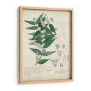 Delicadas Descubiertos Azules Ii - A. Descubes | Cuadro decorativo de Canvas Lab