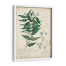 Delicadas Descubiertos Azules Ii - A. Descubes | Cuadro decorativo de Canvas Lab