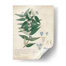 Delicadas Descubiertos Azules Ii - A. Descubes | Cuadro decorativo de Canvas Lab