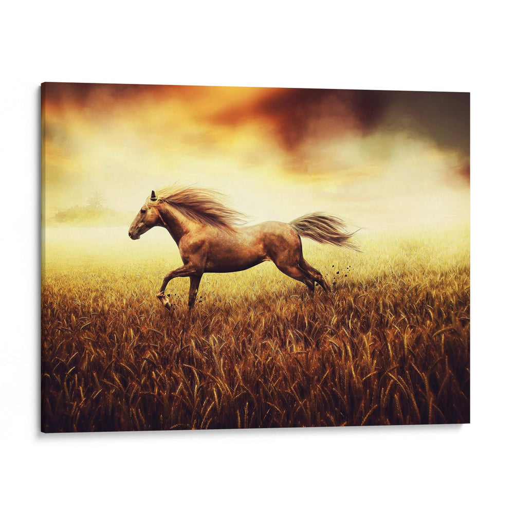 Caballo en el trigal | Cuadro decorativo de Canvas Lab