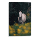 Caballo gris en el campo | Cuadro decorativo de Canvas Lab