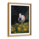 Caballo gris en el campo | Cuadro decorativo de Canvas Lab