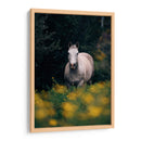 Caballo gris en el campo | Cuadro decorativo de Canvas Lab
