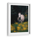 Caballo gris en el campo | Cuadro decorativo de Canvas Lab