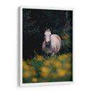 Caballo gris en el campo | Cuadro decorativo de Canvas Lab