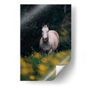 Caballo gris en el campo | Cuadro decorativo de Canvas Lab
